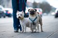 散歩中に犬の首輪が…の画像