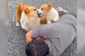 犬たちの前で『倒れ…の画像