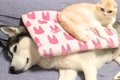 寝ている犬と猫の前…の画像