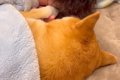 『9年間、犬と一緒に…の画像