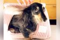 お散歩が大嫌いな小…の画像