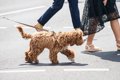 犬を絶対に散歩させ…の画像