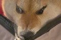 『歌舞伎役者…？』犬…の画像