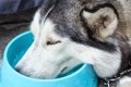 犬が氷食症になる原…の画像