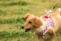 犬の散歩中の「引っ…の画像