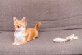 犬がおもちゃに興味…の画像