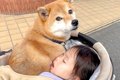 犬と4歳児が一緒にお…の画像