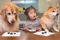 2歳の女の子と犬たち…の画像