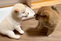 生後35日目の赤ちゃ…の画像