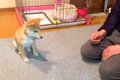 子犬に『待て』と指…の画像