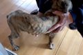 処分直前だった『骨…の画像
