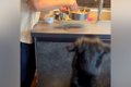 食事に興味がない大…の画像