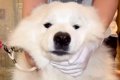 もっふもふの大型犬→…の画像