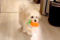 『犬の走り方がおか…の画像