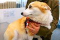 動物病院にやってき…の画像