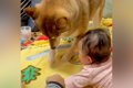 赤ちゃんの前で犬が…の画像