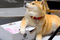 ドッグフードが入っ…の画像