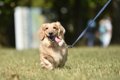 犬の散歩中『絶対に…の画像