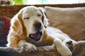 犬の睡眠時間が増え…の画像