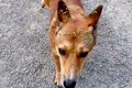 突然現れた野良犬を…の画像
