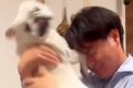 パパが帰宅→犬が『塩…の画像