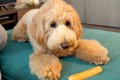 チーズを守る犬→誤っ…の画像
