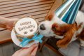 愛犬を喜ばせる『誕…の画像
