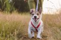 犬の飼い主が今すぐ…の画像