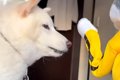 息子が犬と『パンチ…の画像