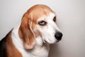 犬に嫌われてしまう…の画像