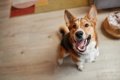 犬は『飼い主の休日…の画像