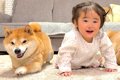 ハイハイをする1歳の…の画像