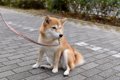 犬のおしり歩きは放…の画像