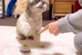 『ベル鳴らしの練習…の画像