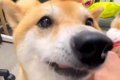 犬がいる職場で『退…の画像