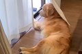 お父さんが2日間の出…の画像