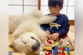 レゴで遊ぶ3歳の女の…の画像