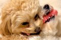 1つのおもちゃを取り…の画像