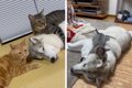 猫たちに愛されすぎ…の画像