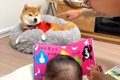 犬の前で赤ちゃんに…の画像