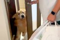 パパが出張へ行き、…の画像