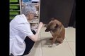 ケガした野良犬が、…の画像