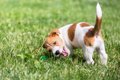 犬がしっぽをブンブ…の画像