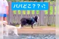 『パパどこ…？』犬が…の画像