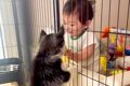 赤ちゃんが『ハスキ…の画像