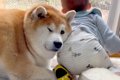 赤ちゃんにヒップア…の画像