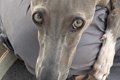 『飼い主が他の犬に…の画像