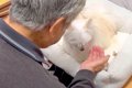 おじいちゃんから貰…の画像