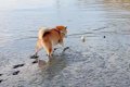 犬が『泥に落ちたボ…の画像