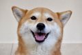 犬を『世界で一番幸…の画像